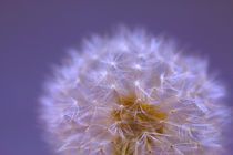 Pusteblume by Stefan Mosert