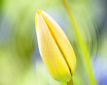 the yellow tulip by Michael Naegele