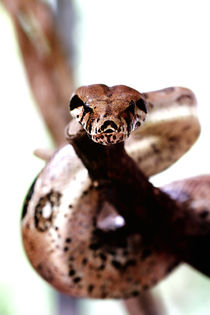 Boa constrictor by Stefan Mosert