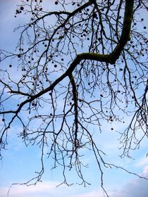 Blick in den Himmel von konni