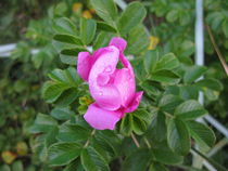 Japanese Rose at the beach by Christopher Jöst