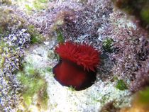 Sea anemone (Actinia equina) von Christopher Jöst