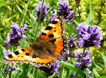  Lavender liking Small Tortoiseshell by Juergen Seidt