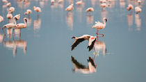 Take Off von Antonio Jorge Nunes