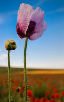 Purple by Jeremy Sage