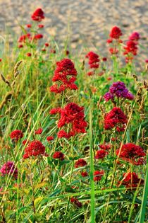 Rote Spornblume by gscheffbuch