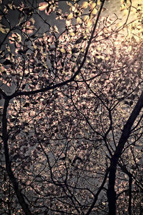 Backlit Trees in Sunrise by Maggie Vlazny