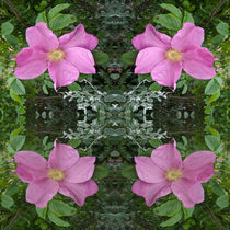 Dog roses in reflect von Robert Gipson