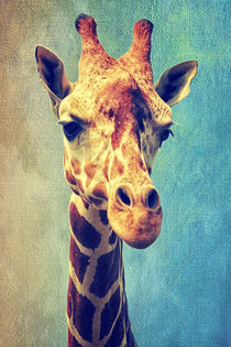 Die Giraffe by AD DESIGN Photo + PhotoArt