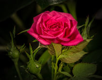 rote Rose von Rainer Schmitz