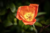 Tulpe orange von Rainer Schmitz