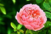 Rosa Strauchrose by leddermann