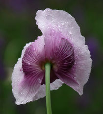 Mohn mal von hinten von Franziska Rullert