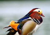 mandarin duck portrait - mandarinente portrait von mateart