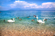 Schwäne auf dem Gardasee von Gina Koch