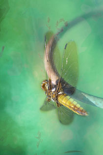 DRAGONFLY by Ivonne Wentzler