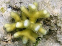 Smooth cauliflower coral (Stylophora pistillata) I von Christopher Jöst