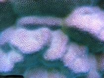 Porites coral makro (Porites lutea) von Christopher Jöst