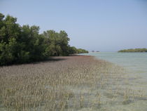 Grey Mangroves (Avencia marina) II von Christopher Jöst