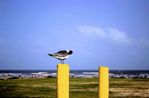 Gull Pruning Himself by Dan Richards