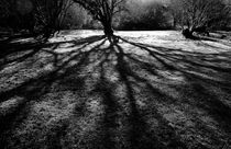 Shadow Tree by Steve Ball