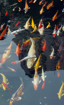 Bunte Goldfische von Sabine Radtke