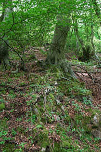 Beech Roots by David Tinsley