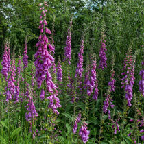 Foxgloves von David Tinsley