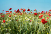 Field of Dreams von David Tinsley