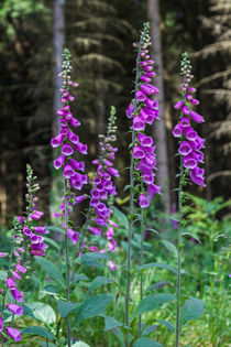 Woodland Foxgloves by David Tinsley