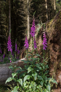 Standing Tall by David Tinsley