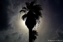 Silhouette in Palm von Dan Richards