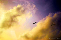 Pelican at Sunset von Dan Richards