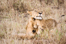 Tenderness by Antonio Jorge Nunes