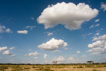 African Landscape by Antonio Jorge Nunes