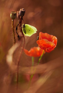 Garden Stories II von Jarek Blaminsky