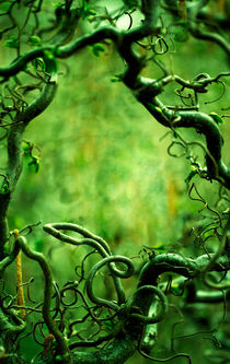 Curly tree branches  von Jarek Blaminsky