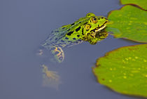 Frosch an einem Seerosenblatt by ullrichg