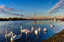 Summer Evening swans von David Pyatt