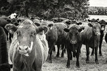 Tennessee Cattle von Jon Woodhams