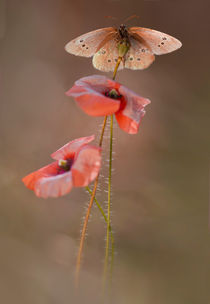 Pink Poppies von Jarek Blaminsky