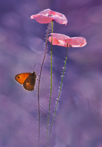 Two Pink Poppies von Jarek Blaminsky