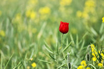 One Red Poppy  von Vicki Field