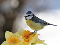 Blaumeise im Frühlingsstimmung  von Uwe Fuchs