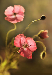 Morning Poppies by Jarek Blaminsky