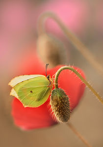 Morning rest by Jarek Blaminsky