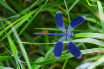 Blaue Libelle by Fernand Reiter