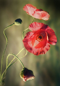 Pink-red poppies von Jarek Blaminsky