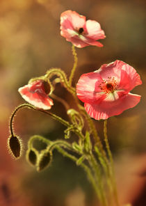 Pink impression von Jarek Blaminsky