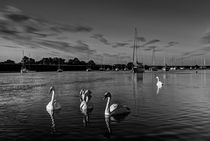 Summer evening swans von David Pyatt